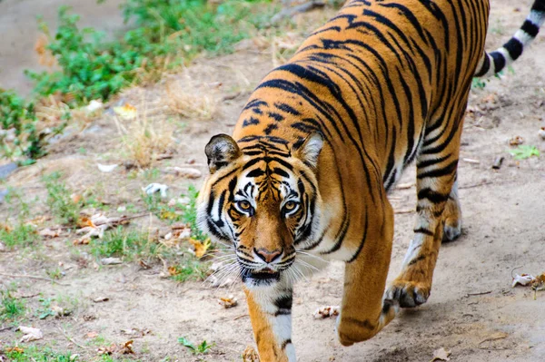 Πορτρέτο του όμορφη amur τίγρη — Φωτογραφία Αρχείου