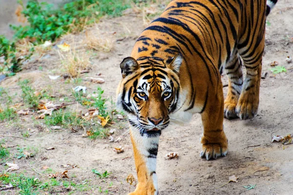 Krásný amur tygr portrét — Stock fotografie