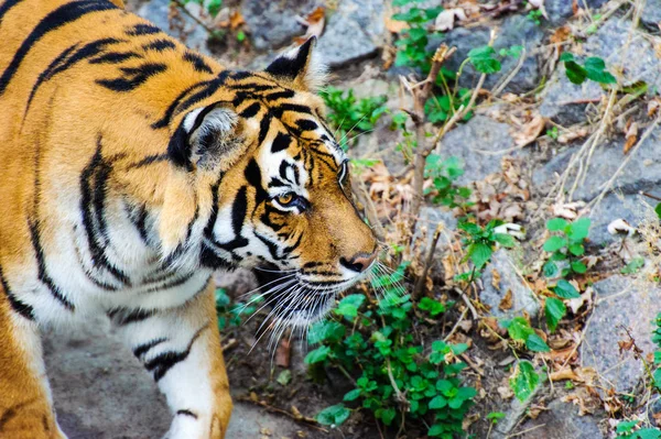 Belo retrato de tigre amur — Fotografia de Stock
