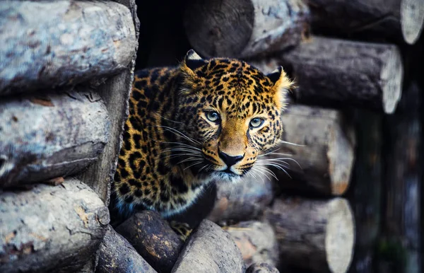 Ritratto di un bel leopardo — Foto Stock