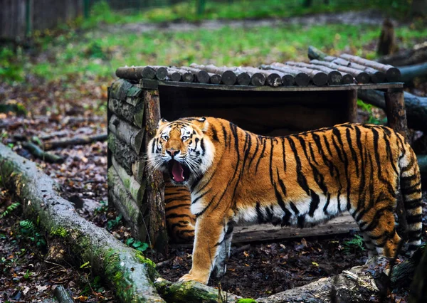 Bellissimo ritratto di tigre amur — Foto Stock