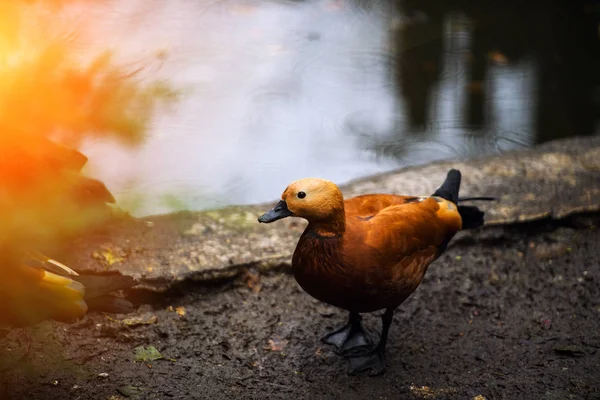 Vue Rapprochée Beau Canard Dans Nature Sauvage — Photo