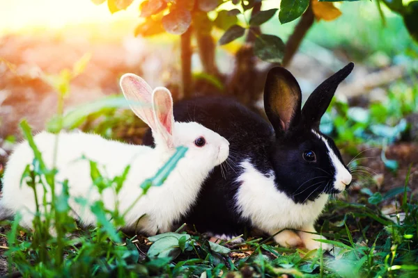 Coelhos pretos e brancos na grama verde — Fotografia de Stock