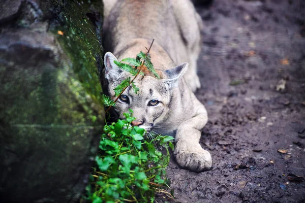 Hegyi oroszlán, Puma, puma portré. — Stock Fotó