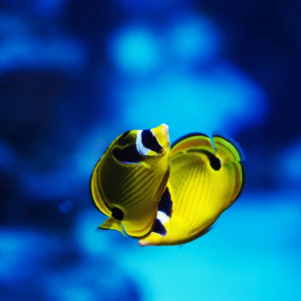 Indah dan indah dunia bawah air dengan karang dan tropica — Stok Foto