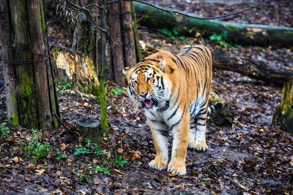 Hermoso retrato de tigre amur —  Fotos de Stock