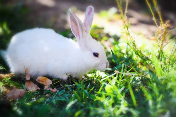 Conejo blanco en el jardín. Conejito esponjoso sobre hierba verde, primavera — Foto de Stock