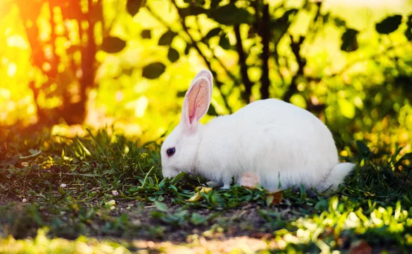 Conejo blanco sobre hierba verde — Foto de Stock