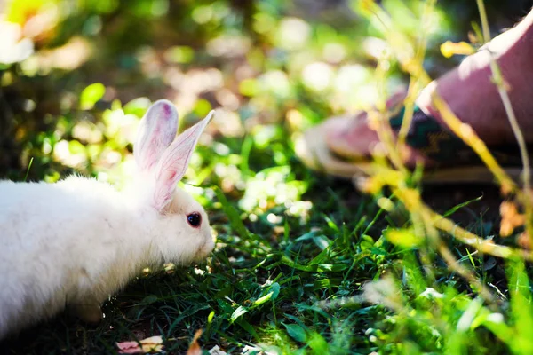 White rabbit on green grass — Stock Photo, Image