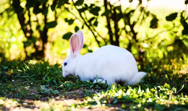Weiße Kaninchen im Garten. flauschiger Hase auf grünem Gras, Frühling — Stockfoto