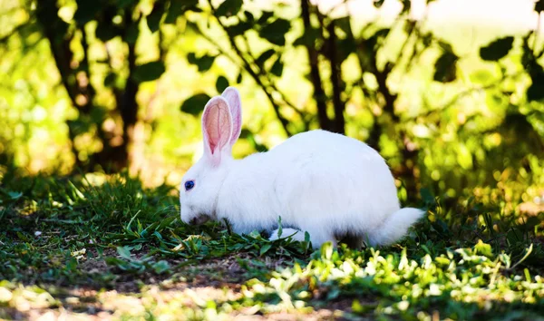 Lapin blanc dans le jardin. Lapin moelleux sur herbe verte, printemps — Photo