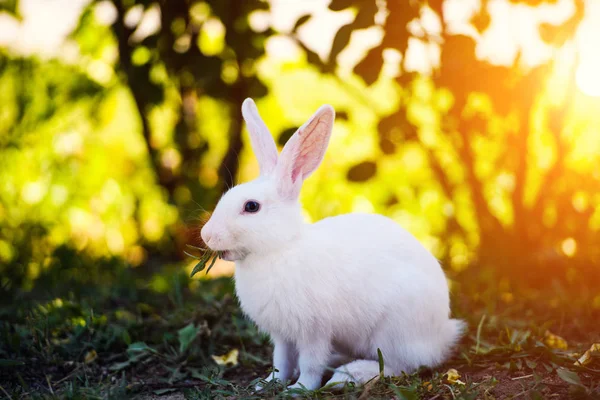 Bílý králík na zelené trávě — Stock fotografie