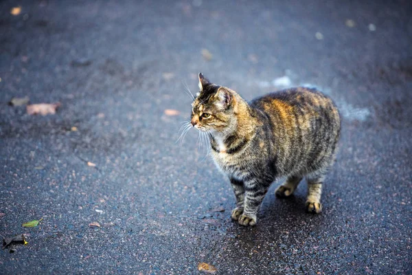 Obdachlose Katze auf der Straße — Stockfoto