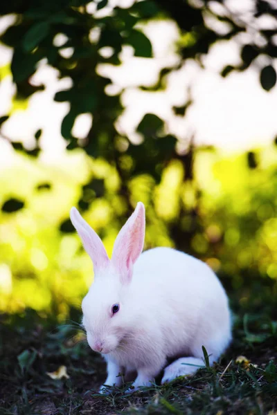 Bílý králík v zahradě. Fluffy Bunny na zelené trávě, jaro — Stock fotografie