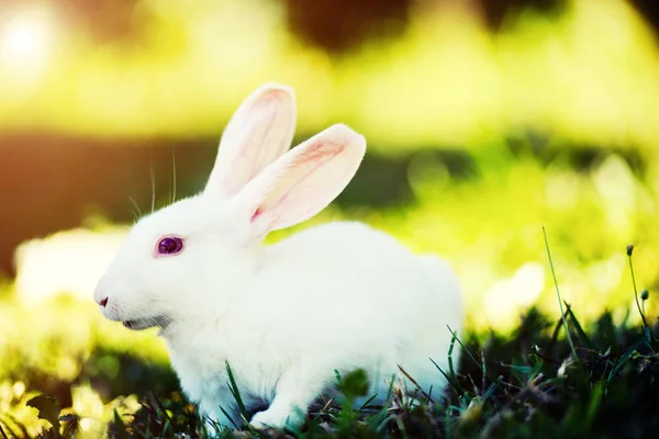 Wit konijn in de tuin. Fluffy Bunny op groen gras, lente — Stockfoto