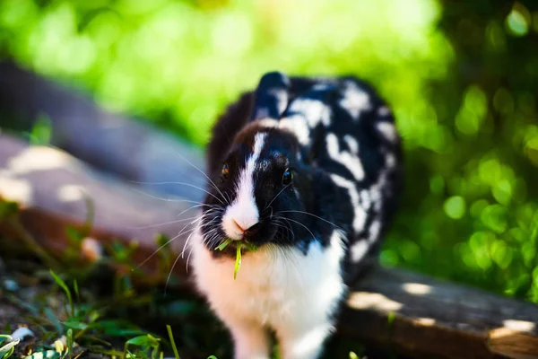 Black and white rabbit on green grass — Stock Photo, Image