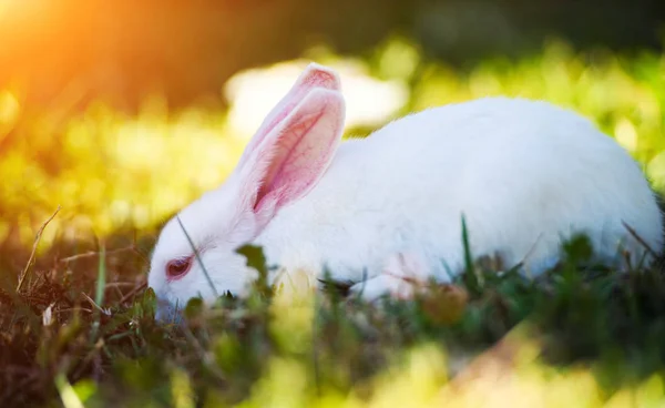 Bílý králík na zelené trávě — Stock fotografie