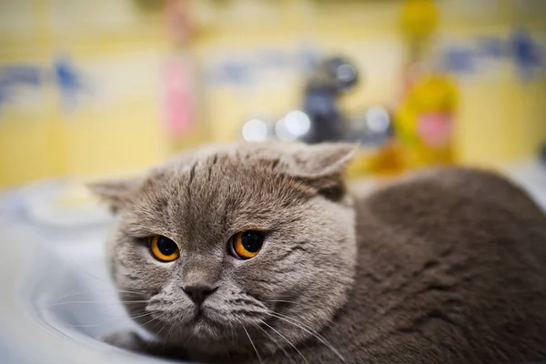 Gato divertido en el lavabo del baño — Foto de Stock