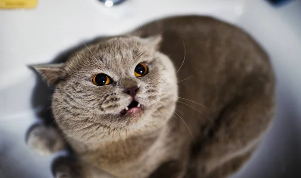 Rolig katt i badrummet sjunker — Stockfoto