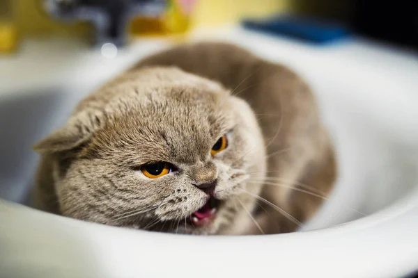 Αστεία Γάτα Στο Νεροχύτη Μπάνιο — Φωτογραφία Αρχείου