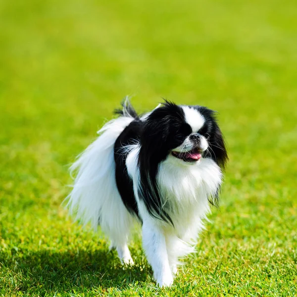 Šťastný pes na zelené trávě — Stock fotografie