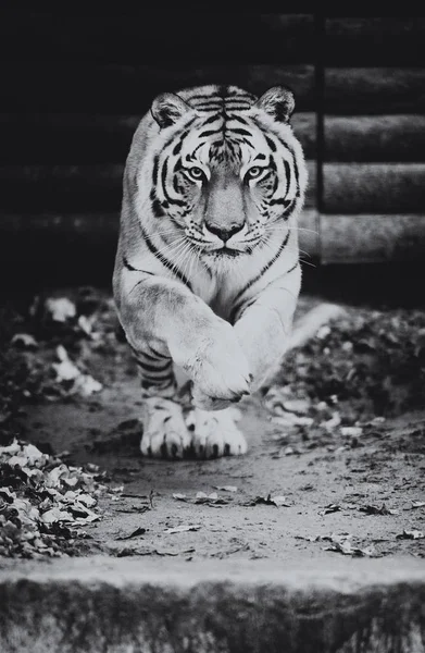Tigre saltitante. Foto bonita, dinâmica e poderosa deste maj — Fotografia de Stock