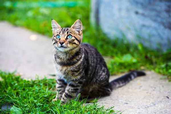 Cat with amazing eyes Royalty Free Stock Images