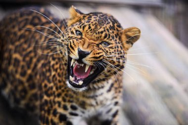 güzel bir leopar portresi