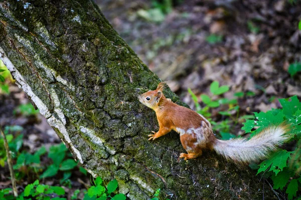 Porträt eines roten Eichhörnchens auf einem Ast sitzend — Stockfoto