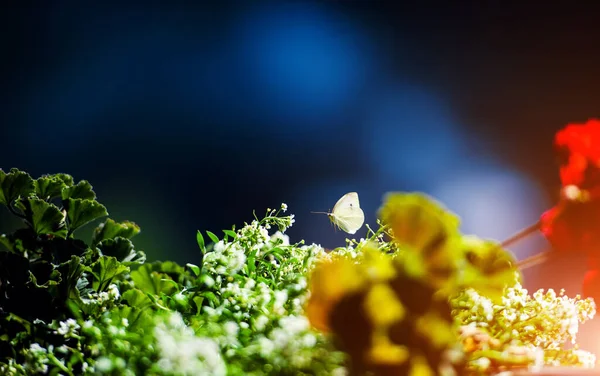 güzel bahar çiçekleri arka plan