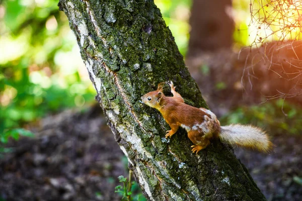 Portrait of red squirrel sitting on a branch — Stock Photo, Image