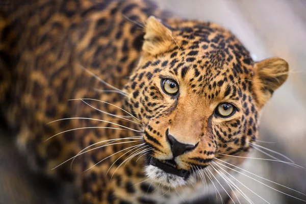 Portrét krásné leopardí — Stock fotografie