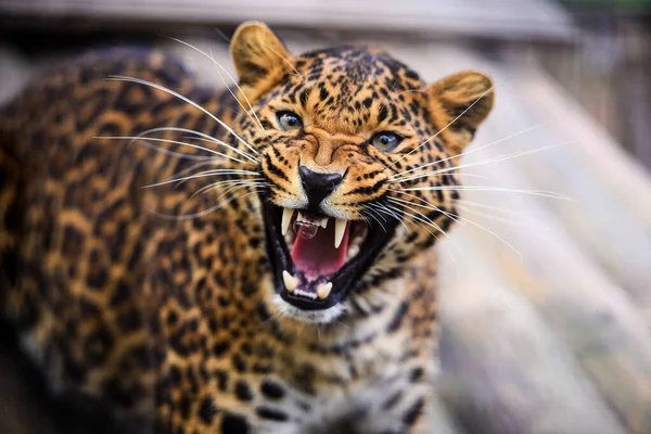 Porträtt av en vacker leopard — Stockfoto