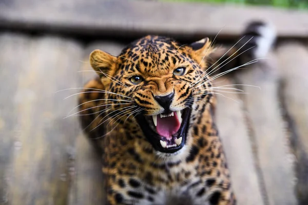 Retrato de un hermoso leopardo — Foto de Stock