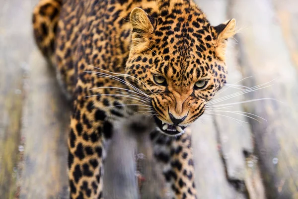 Portret pięknej leopard — Zdjęcie stockowe