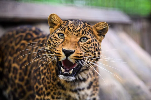 Porträtt av en vacker leopard — Stockfoto