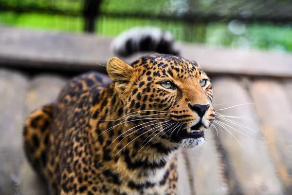 Retrato de um belo leopardo — Fotografia de Stock