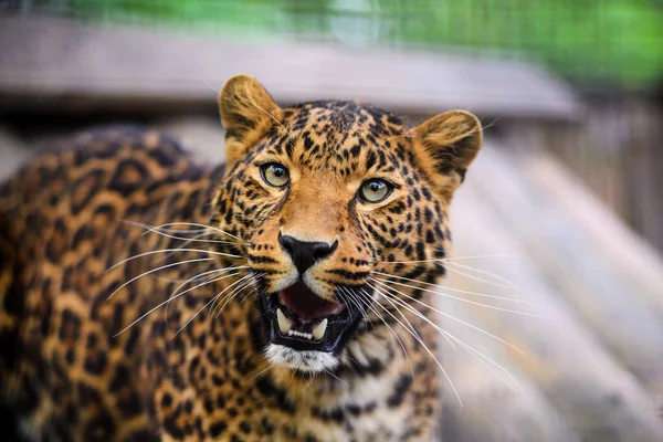 Retrato de un hermoso leopardo — Foto de Stock