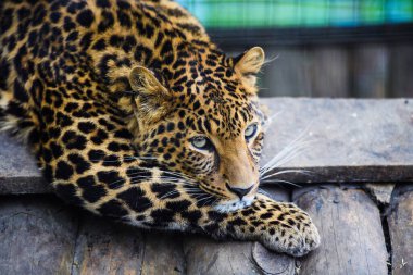 güzel bir leopar portresi