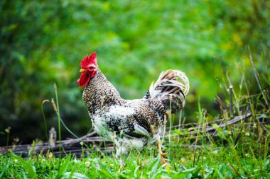 bir çiftlikte tavuk