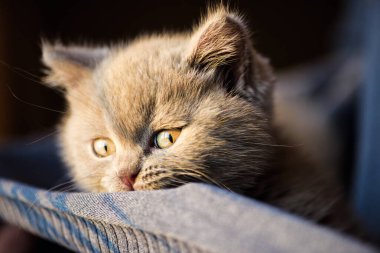 Arka planda sevimli bir kedi yavrusu