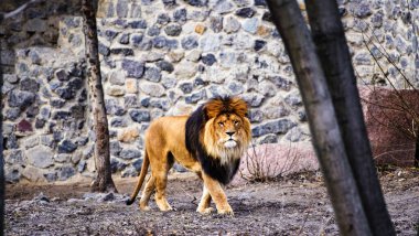 Güzel güçlü aslan