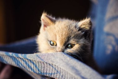 Arka planda sevimli bir kedi yavrusu