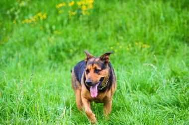 Yeşil çimlerin üzerinde komik bir köpek