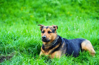 Yeşil çimlerin üzerinde komik bir köpek