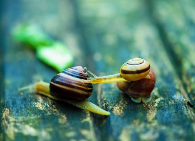 Two snails moving in opposite directions, an old wooden surface