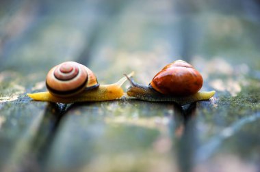 Two snails moving in opposite directions, an old wooden surface