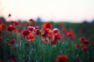 Gün batımında kırmızı gelinciklerin güzel tarlası