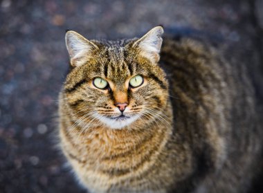 Yeşil gözlü tatlı kedi