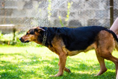 Su damlaları altında yeşil çim üzerinde Komik köpek